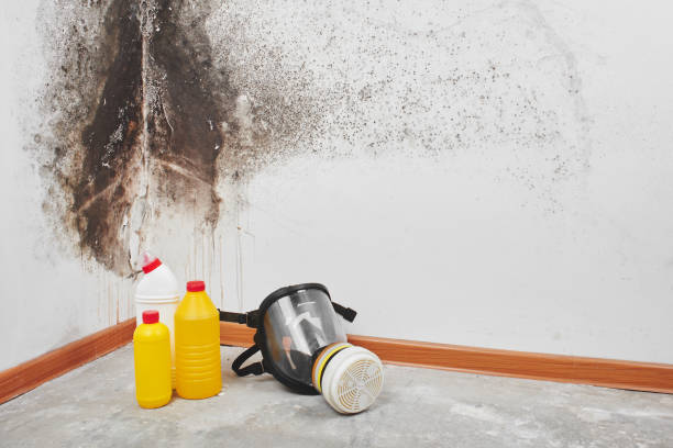 Best Office Mold Removal Services  in Cienega Springs, AZ