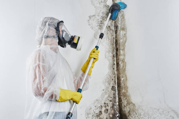 Best Local Mold Removal Service  in Cienega Springs, AZ