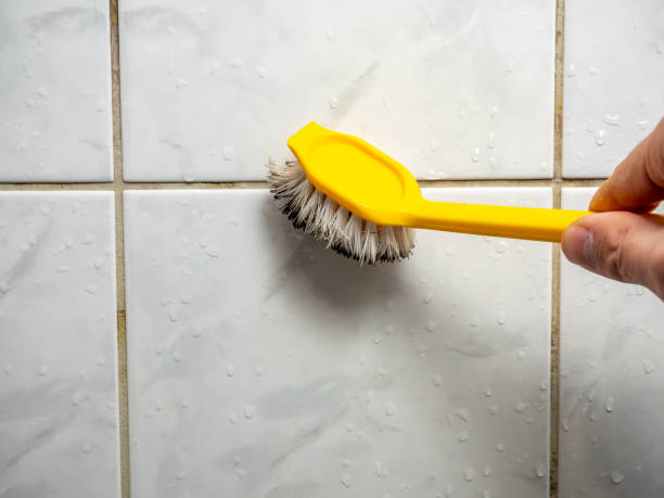 Mold Removal and Inspection in Cienega Springs, AZ