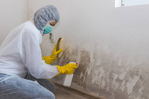 Best Mold Removal and Inspection  in Cienega Springs, AZ