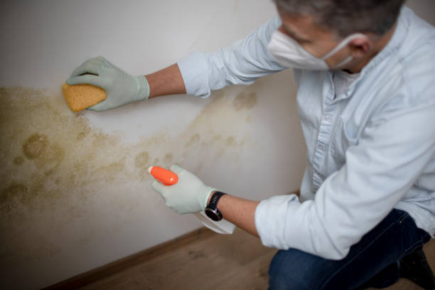 Best Professional Mold Removal  in Cienega Springs, AZ
