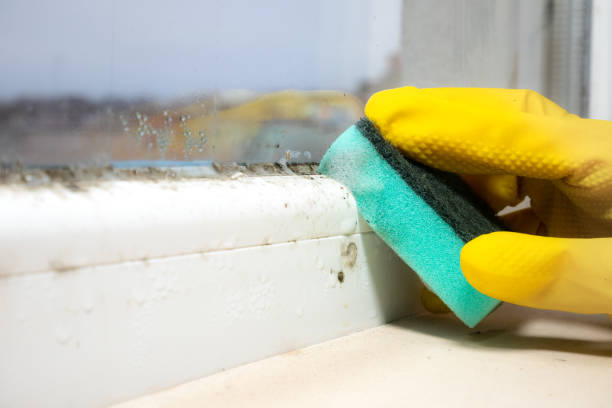 Best Mold Damage Repair  in Cienega Springs, AZ