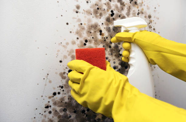 Best Best Mold Removal Companies  in Cienega Springs, AZ