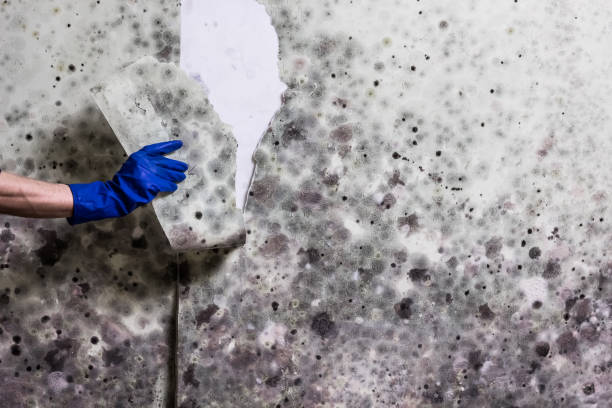 Best Mold Testing  in Cienega Springs, AZ