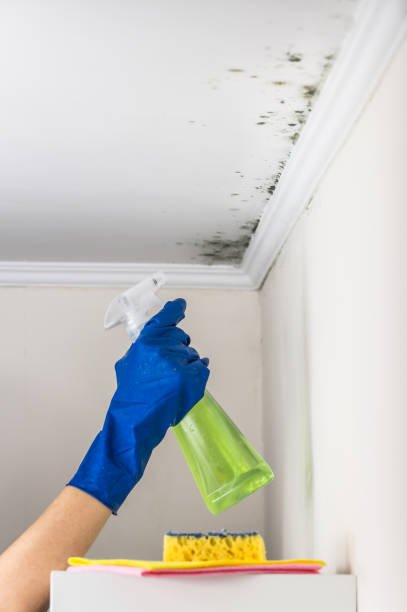 Best Commercial Mold Removal  in Cienega Springs, AZ